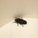 仕事の帰り道でホタルが見れました。